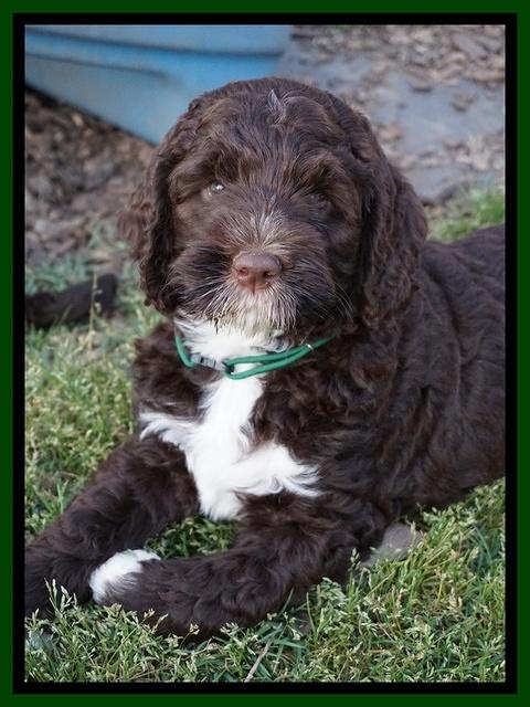 London Trace pups 7 wks old 281