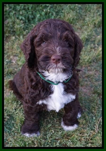 London Trace pups 7 wks old 291