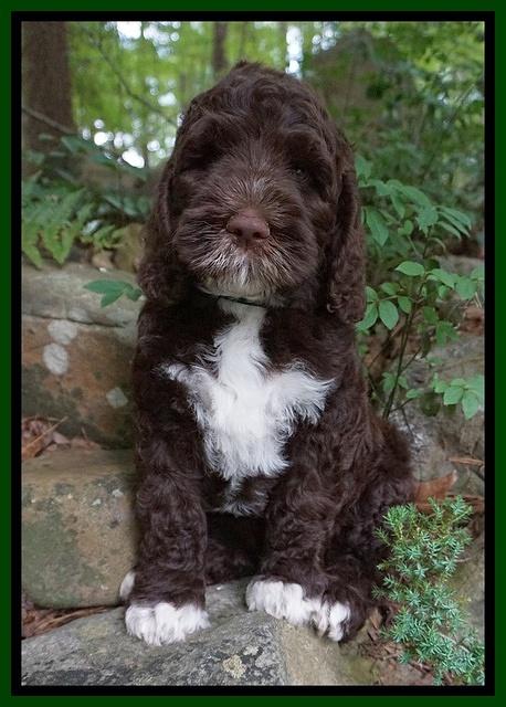 London Trace pups 8 wks old 211