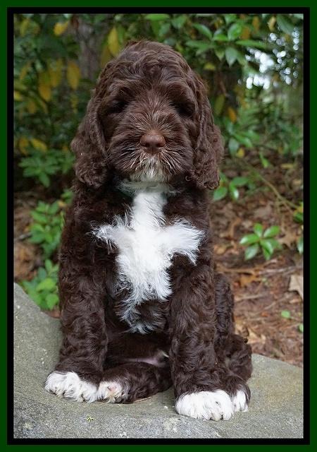 London Trace pups 8 wks old 231