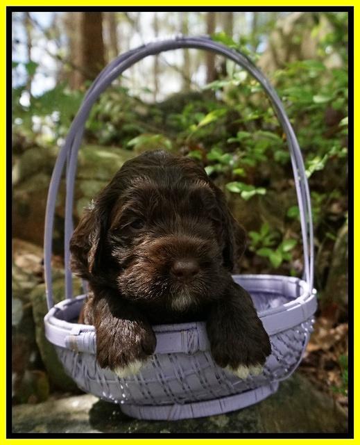 London Trace pups 3 wks old 271