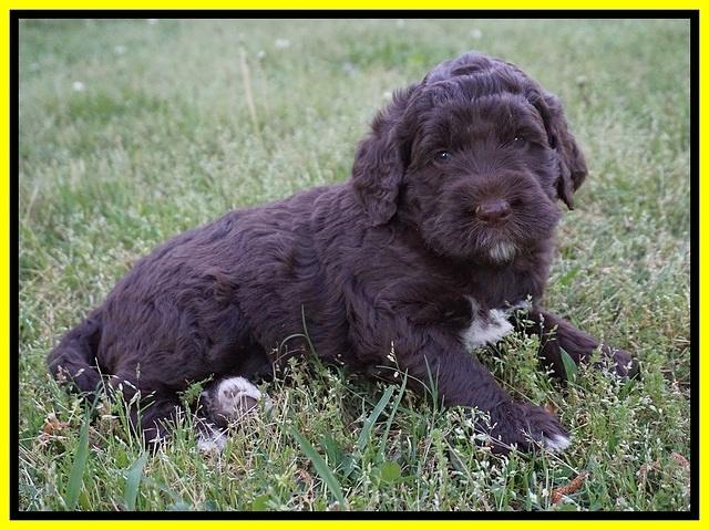 London Trace pups 5 wks old 171