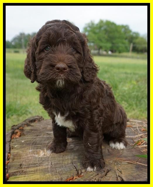 London Trace pups 6 wks old 281