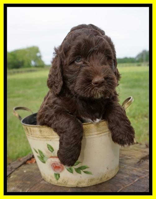 London Trace pups 6 wks old 291