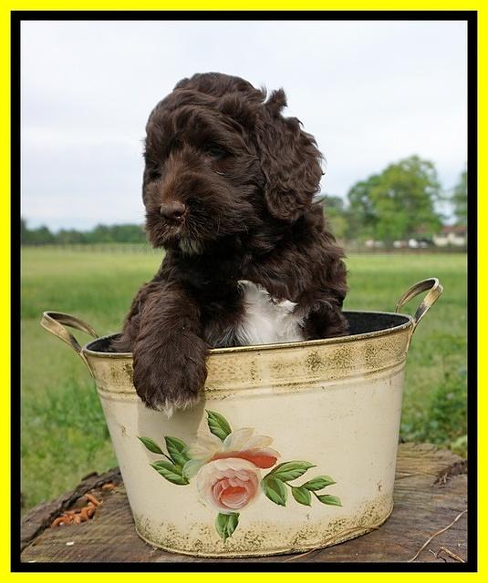 London Trace pups 6 wks old 311