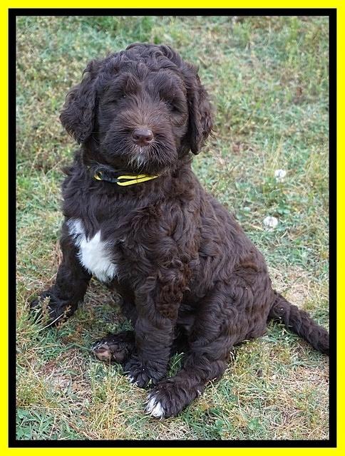 London Trace pups 7 wks old 311