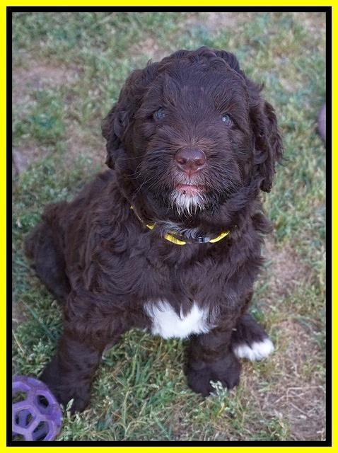 London Trace pups 7 wks old 331