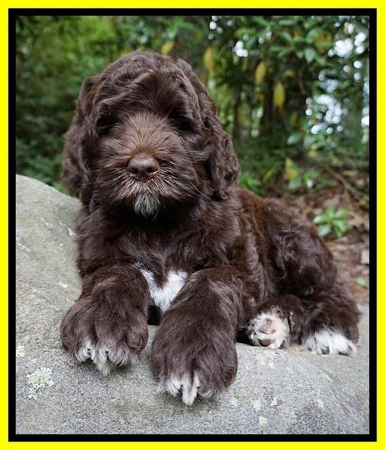 London Trace pups 8 wks old 111