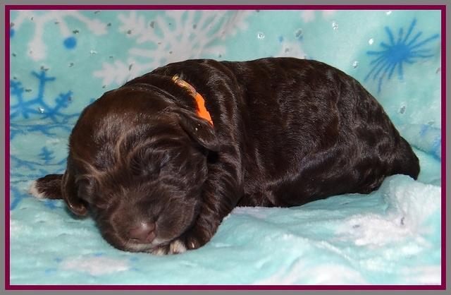 London Trace pups 1 wk old 161