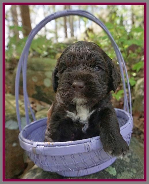 London Trace pups 3 wks old 321