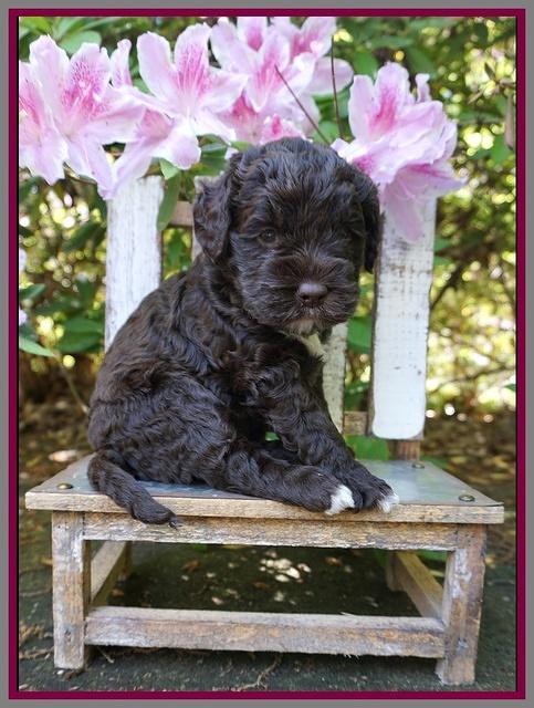 London Trace pups 4 wks old 281