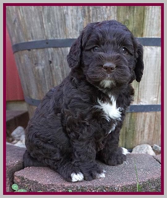 London Trace pups 5 wks old 271