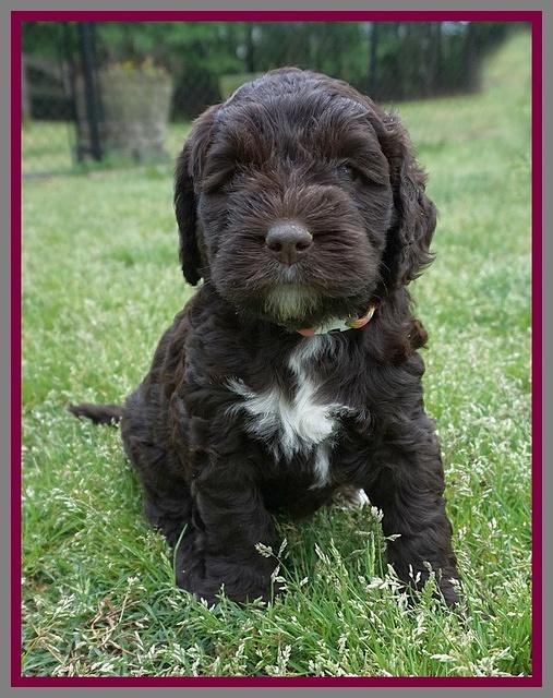 London Trace pups 5 wks old 281