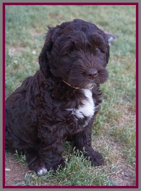 London Trace pups 7 wks old 361