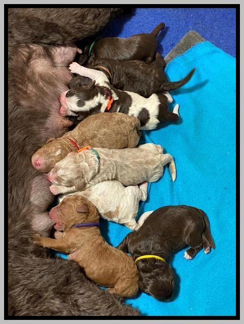 London Tucker Newborn puppies 341