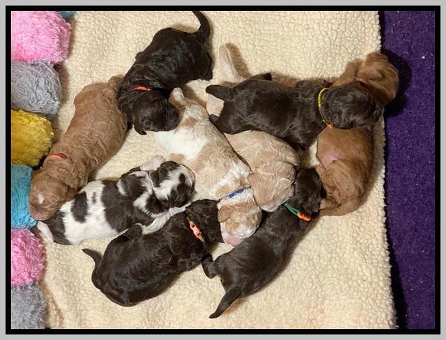 London Tucker pups 1 wk old 181