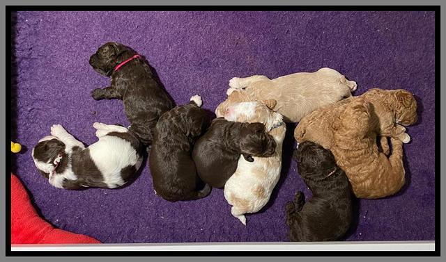 London Tucker pups 2 wk old 281