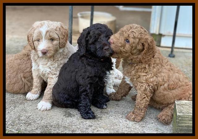 London Tucker pups 5 wk old 481