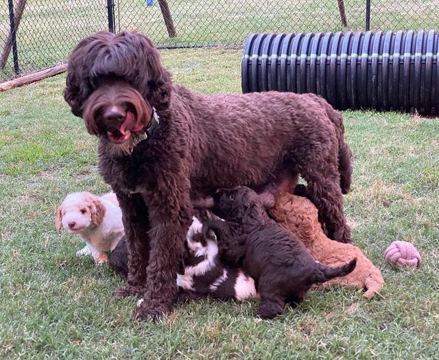 London Tucker pups 5 wk old 501