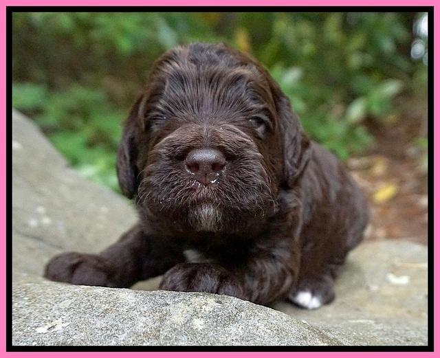 London Tucker pups 2 wk old 21