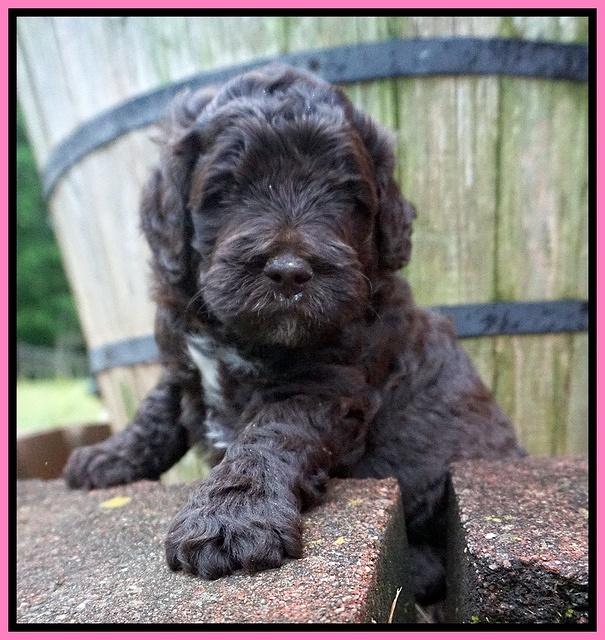 London Tucker pups 4 wk old 21