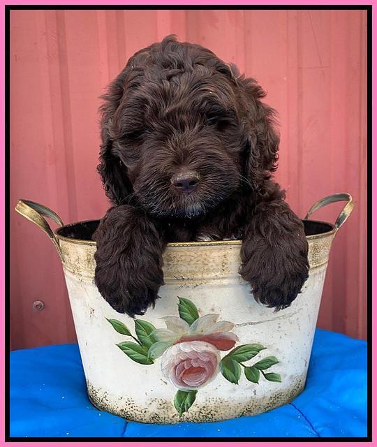 London Tucker pups 6 wk old 31