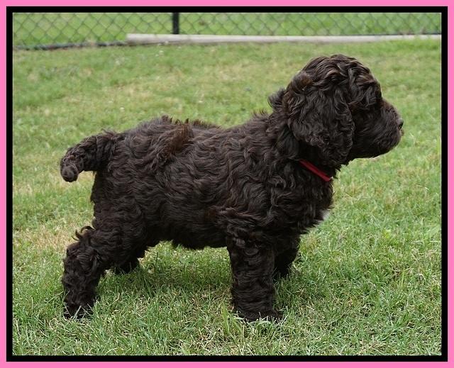 London Tucker pups 7 wks old 31