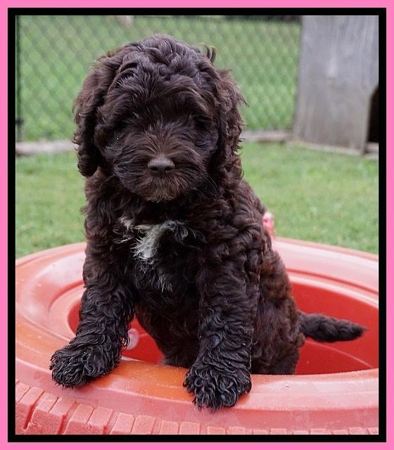 London Tucker pups 7 wks old 41