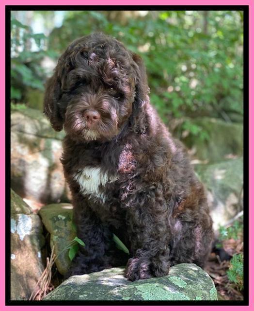 London Tucker pups 8 wks old 191