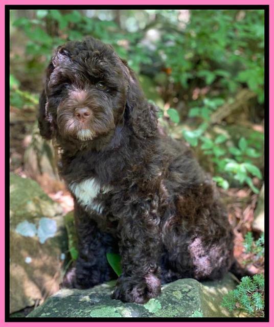 London Tucker pups 8 wks old 201