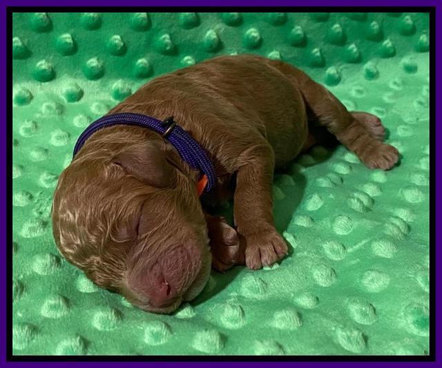 London Tucker Newborn puppies 151