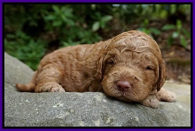 London Tucker pups 2 wk old 51