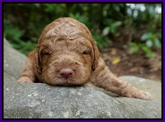 London Tucker pups 2 wk old 61