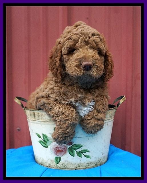 London Tucker pups 6 wk old 71