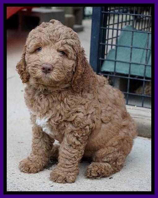 London Tucker pups 7 wks old 51