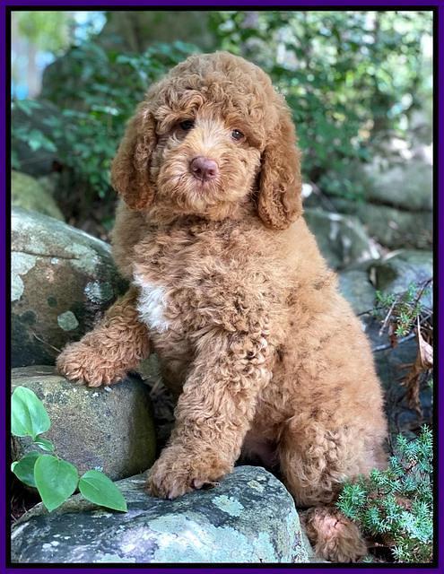 London Tucker pups 8 wks old 3100