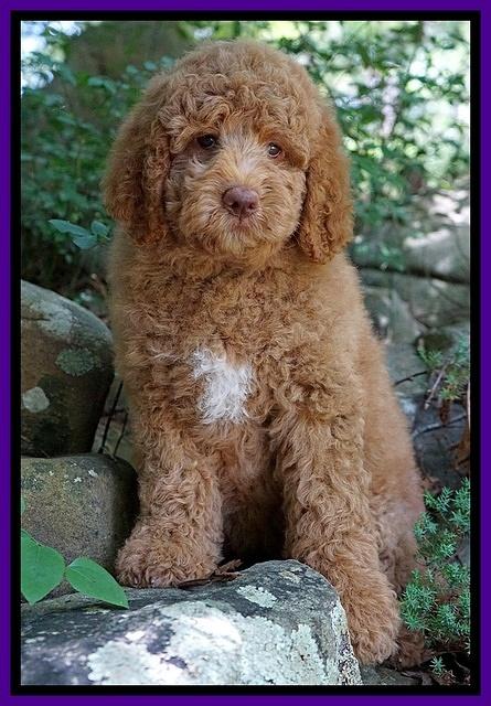 London Tucker pups 8 wks old 5100