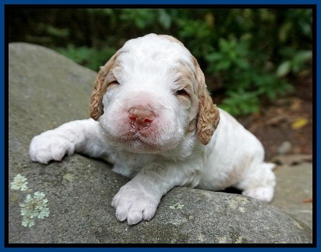 London Tucker pups 2 wk old 81
