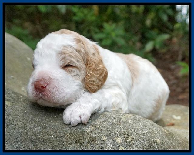 London Tucker pups 2 wk old 91