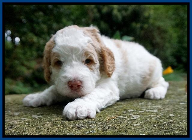 London Tucker pups 3 wk old 91