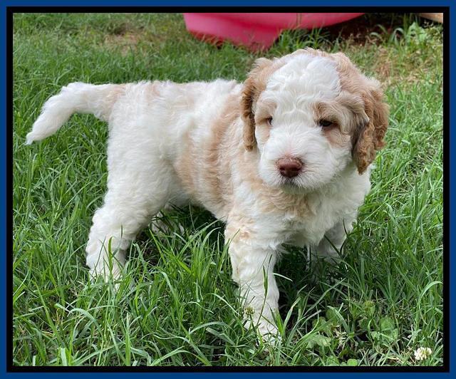 London Tucker pups 4 wk old 101