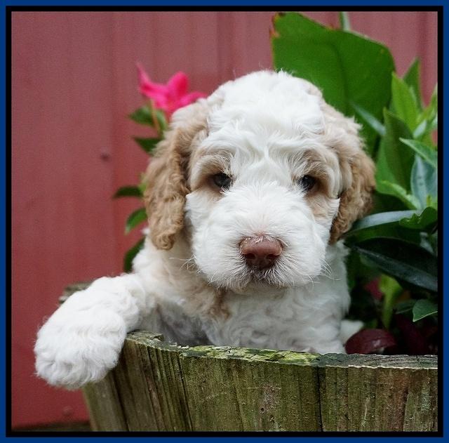 London Tucker pups 4 wk old 71
