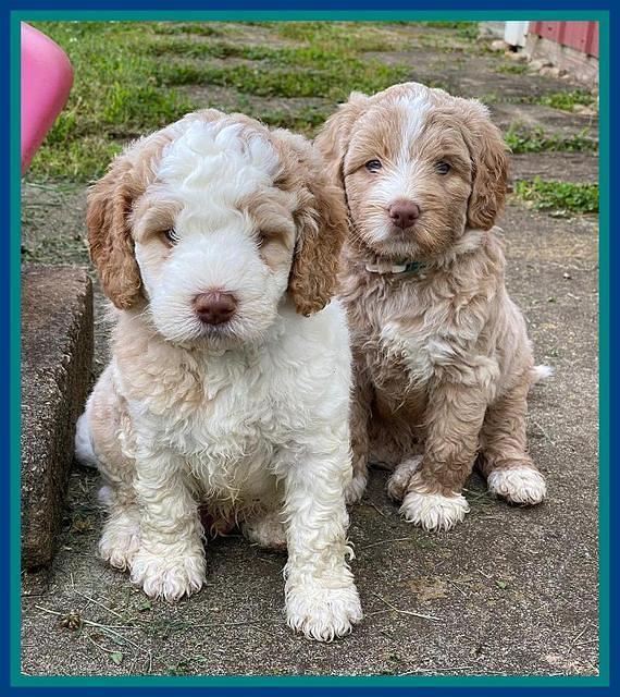 London Tucker pups 5 wk old 151