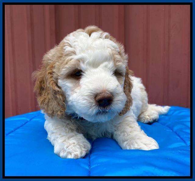 London Tucker pups 6 wk old 131