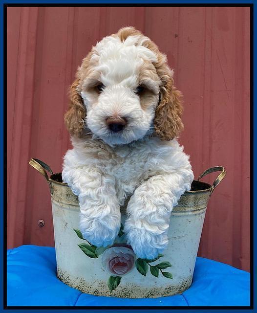 London Tucker pups 6 wk old 91