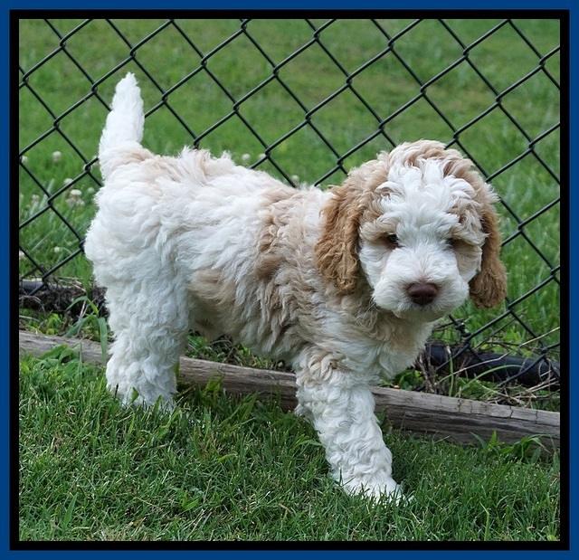 London Tucker pups 7 wks old 111