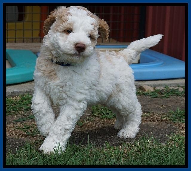 London Tucker pups 7 wks old 121