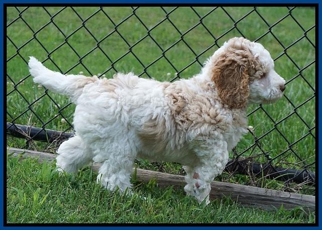 London Tucker pups 7 wks old 131