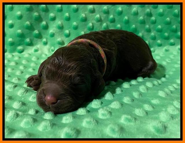 London Tucker Newborn puppies 191