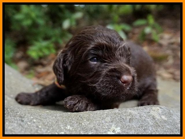 London Tucker pups 2 wk old 121
